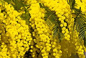 LAN 08 KH0020 01
Close-Up Of Winter Acacia Branches In Bloom In Provence France