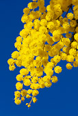 LAN 08 KH0021 01
Close-Up Of Winter Acacia Branche In Bloom In Provence France