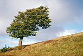 LAN 08 KH0027 01
European Beech Tree In Summer