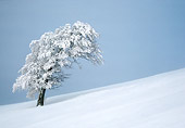 LAN 08 KH0028 01
European Beech Tree In Winter