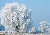 LAN 08 KH0029 01
Frosty White Willow Tree In Winter