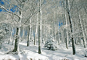 LAN 08 KH0030 01
Trees In Winter