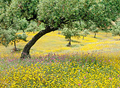 LAN 08 KH0031 01
Olive Tree And Wildflowers