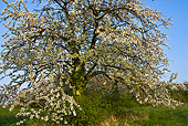 LAN 08 KH0032 01
Nesting Box For Birds In Cherry Blossom Tree Spring