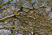 LAN 08 KH0033 01
Beech Tree Branches Covered In Snow