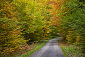 LAN 08 KH0034 01
Road In Hardwood Forest In Autumn France