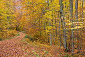 LAN 08 KH0035 01
Path In Deciduous Forest In Autumn France