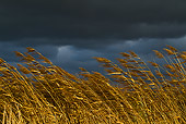 LAN 08 KH0036 01
Field Of Phragmite Under Dark Winter Sky France