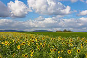 LAN 08 KH0041 01
Field Of Sunflowers France