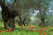 LAN 08 KH0048 01
Olive Grove In Spring Garden Greece