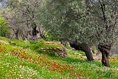 LAN 08 KH0049 01
Olive Grove In Spring Garden Greece