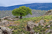 LAN 08 KH0050 01
Solitary Oak Tree In Rocky Lesbos Island, Greece