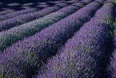 LAN 08 KH0052 01
Field Of Lavender In Summer Provence, France