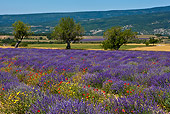 LAN 08 KH0053 01
Field Of Lavender, Poppies, Asteraceae And Almond Trees With Mt. Ventoux In Background Provence, France