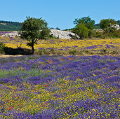 LAN 08 KH0054 01
Field Of Lavender With Poppies, Asteraceae And Limestone Provence, France