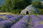 LAN 08 KH0055 01
Lavender Field In Front Of Borie Provence, France