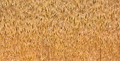 LAN 08 KH0057 01
Bearded Wheat Field Provence, France