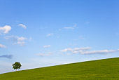LAN 08 KH0069 01
Solitary Tree In Meadow Alsace, France
