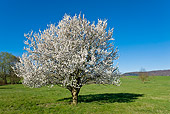 LAN 08 KH0070 01
Blackthorn Tree In Bloom In Spring Meadow Alsace, France