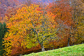 LAN 08 KH0071 01
Cherry Hardwood Forest In Autumn Alsace, France
