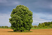 LAN 08 KH0072 01
Blossoming Chestnut Tree In Field Alsace, France