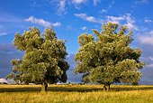 LAN 08 KH0073 01
Two White Willow Trees In Meadow Lorraine, France