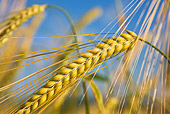 LAN 08 KH0074 01
Close-Up Of Ears Of Barley In France