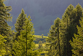 LAN 08 KH0081 01
Alpine Larch Trees In Dolomites South Tyrol, Italy