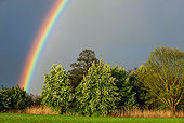 LAN 08 KH0086 01
Rainbow In Grove Of Cherry Trees And Willows In Alsace, France