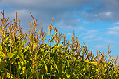 LAN 08 KH0087 01
Field Of Ripe Corn In Late Afternoon France
