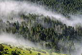 LAN 08 KH0092 01
View Of High Clouds Clinging To Forest At Plateau De Beille Ariege In Pyrenees, France
