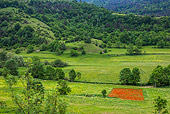 LAN 08 KH0097 01
Sqaure Field Of Poppies In Pyrenees, France
