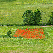 LAN 08 KH0098 01
Sqaure Field Of Poppies In Pyrenees, France