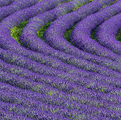 LAN 08 KH0100 01
Field Of Lavender In Drome Provencale, France