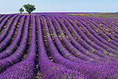 LAN 08 KH0101 01
Field Of Lavender And Almond Trees In Valensole Provence, France
