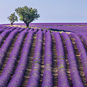 LAN 08 KH0102 01
Field Of Lavender And Almond Trees In Valensole Provence, France