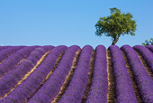 LAN 08 KH0103 01
Field Of Lavender And Almond Trees In Valensole Provence, France