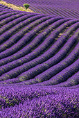 LAN 08 KH0104 01
Field Of Lavender And Almond Tree In Valensole Provence, France