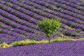 LAN 08 KH0105 01
Field Of Lavender And Almond Tree In Valensole Provence, France