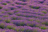 LAN 08 KH0107 01
Field Of Lavender In Valensole Provence, France