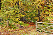 LAN 08 MH0001 01
Various Trees In Autumn Colors