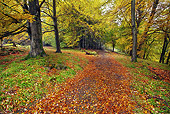 LAN 08 MH0002 01
Scenic Pathway With Trees In Autumn Colors Scotland