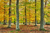 LAN 08 MH0003 01
Scenic Trees In Autumn Colors Scotland