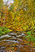 LAN 08 MH0005 01
Autumn Trees Along Stream Scotland