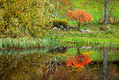 LAN 08 MH0006 01
Autumn Trees Along Stream Scotland