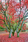 LAN 08 MH0009 01
Red Autumn Leaves Covering Trees