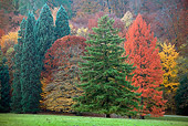 LAN 08 WF0001 01
Ornamental Trees In Autumn Colors At Wilhelmshoehe Park Kassel, Germany