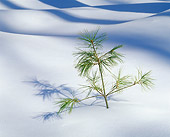 LAN 09 JZ0006 01
Young Pine Tree In Snow Drift