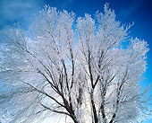 LAN 09 JZ0007 01
Icy Treetop