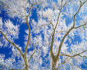LAN 09 JZ0008 01
Icy Treetop